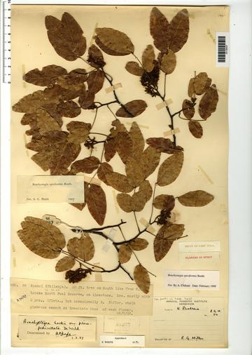 herbarium sample herbarium sample