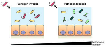 Diverse gut bacteria consume the nutrients that a pathogen needs to invade and blocks it from the microbiome