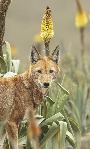 Ethiopian wolf with its muzzle covered in pollen after feeding on the nectar of the red hot poker