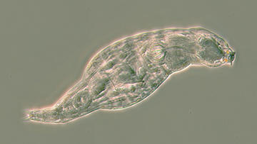 A ricciae survivor a ricciae rotifer