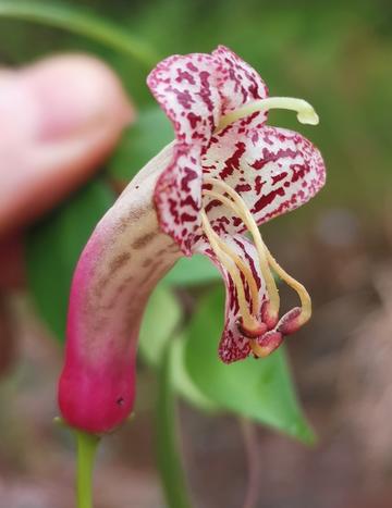 A pink flower of the new species of lipstick vine, Aeschynanthus pentatrichomatus.