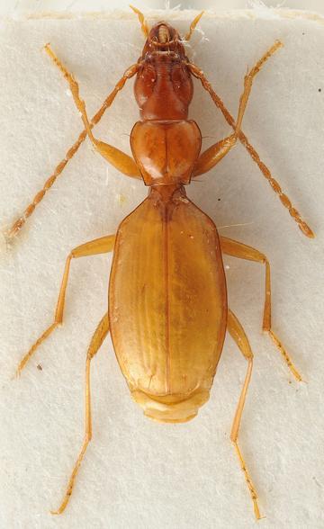 An orange anophthalmus hitleri beetle