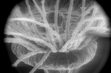 Apical plate esem ESEM image of the apical plate of a dandelion seed head
