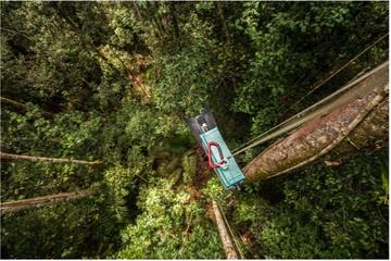 Bat detector in canopy bat detector in canopy