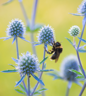 A bee sits on an odd-shaped blue flower