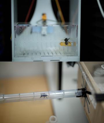 two images, a bee flies inside a container and a bee walks through a cylindrical walkway toward a box