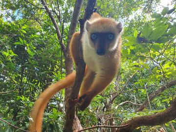 blue eyed black lemur holds onto a branch and leans towards the camera