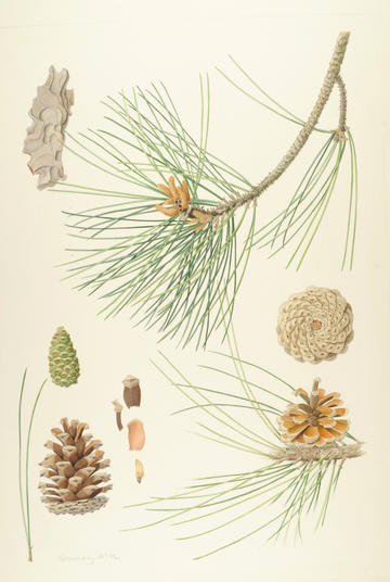 botanical illustration