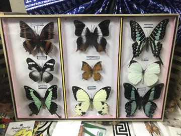butterflies on display in cameroon