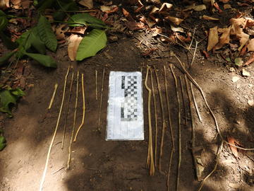chimpanzee honey dipping tools found in cambeque cnp 