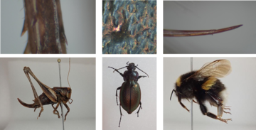 Close up images of 3 insects and the 3 insects the images are from