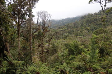Cloud forest in the highlands of Papua New Guinea