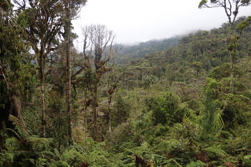 Highland cloud forest Cloud forest in the highlands of Papua New Guinea