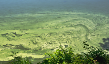 A green film of cyanobacteria in water