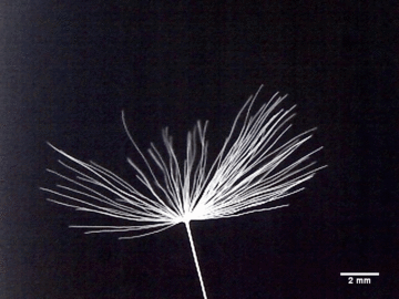 Time lapse of a dandelion seed closing with a water droplet in the cetnre