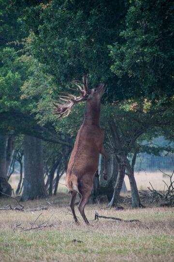 Deer reaching up to branches of a tree