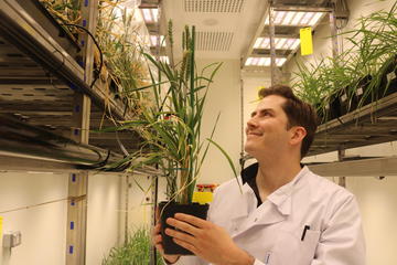 Ross Hendron Wild Bio wheat plant Ross Hendron holding a precision bred wheat plant.