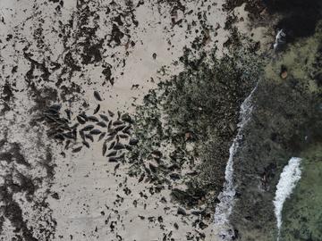 drone shot of seals on the isles of scilly