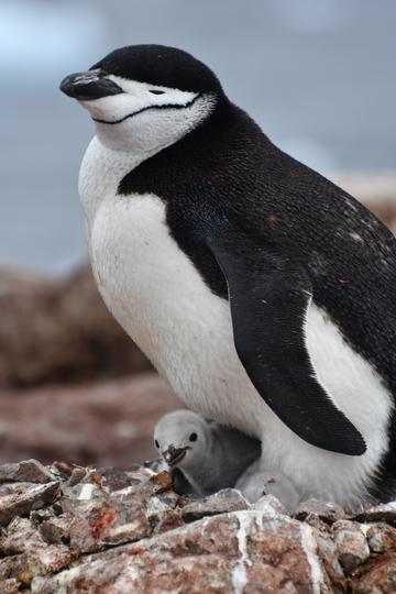 Chinstrap penguin with its chick
