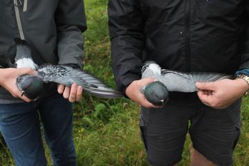 A feral pigeon and a rock dove being held by ornithologists