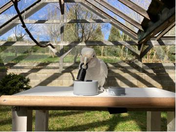 figaro on landing platform