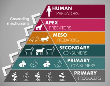 Trophic food web graphic. Text reads: human predators, apex predators, meso predators, secondary consumers, primary consumers, and primary producers. There are arrows between each layer, labelled cascading mecanisms