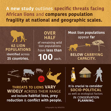 infographic text reads: a new study outlines specific threats facing African lions and compares population fragility at national and geographic scales