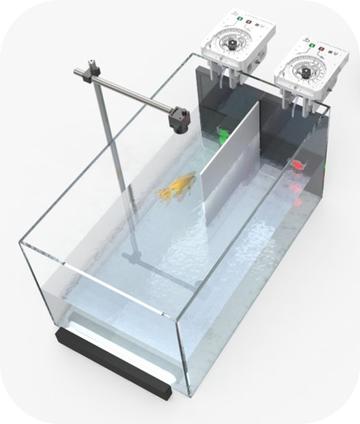 goldfish tank trial top down set up