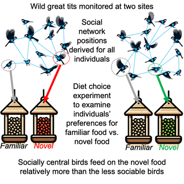 A graphical abstract of the study which shows how wild tits were monitored at two sites. Shows that social network positions were derived for all individuals and their diet choice. Socially central birds feed on nove food relatively more than less