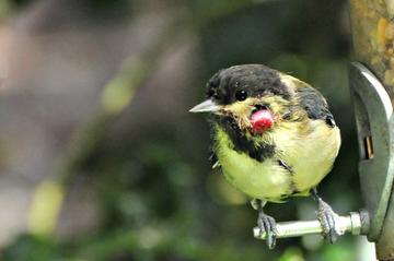 Great tit with pox jenny davis A juvenile great tit with avian pox, a tumour visible on their head