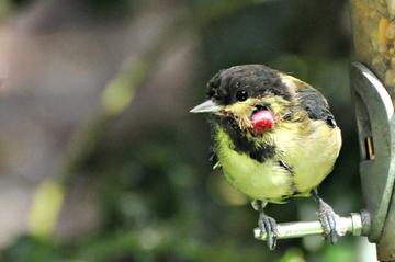 A juvenile great tit with avian pox, a tumour visible on their head