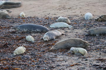 grey seals with pups in the farne islands