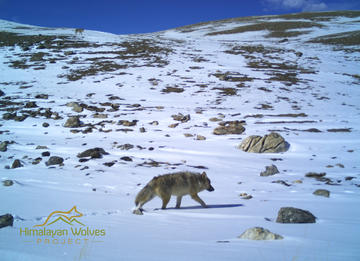 himalayan wolf in snow