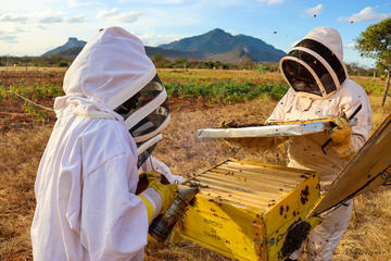 honey harvesting in kajire in sagalla tsavo