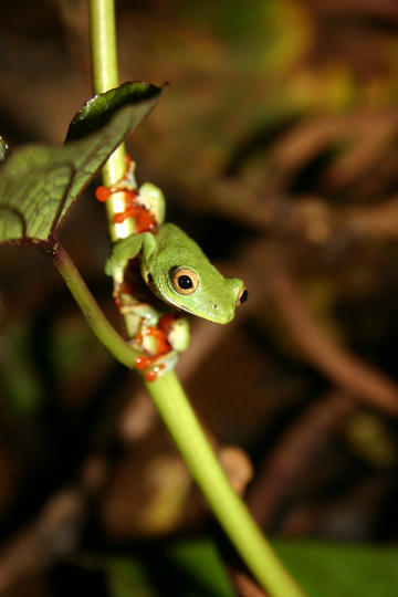 Moller’s Gulf Frog, Hyperolius molleri, a green tree frog species from Sao Tome, named after Portuguese botanist Adolphe F. Moller. Credit: Ricardo Rocha