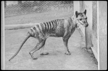 thylacine thylacine