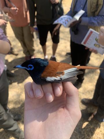 An african paradise flycatcher being held in a white person's hand