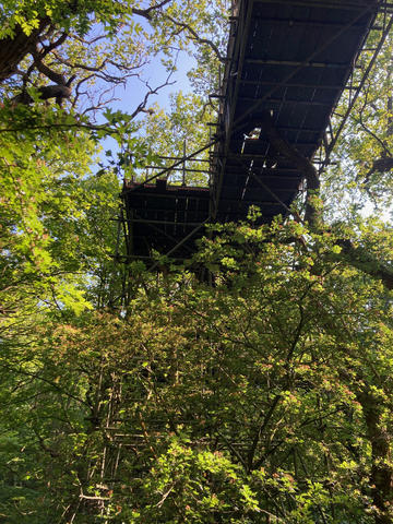 Canopy walkway in the trees