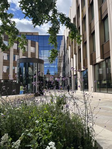 Verbena bonariensis outside the Life and Mind Building, Oxford