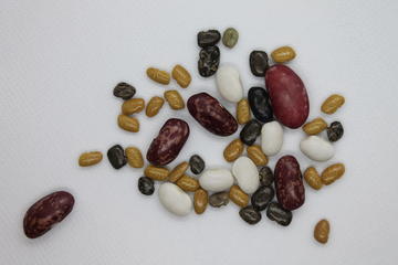 Wild and domesticated seeds of the common bean, Phaseolus vulgaris