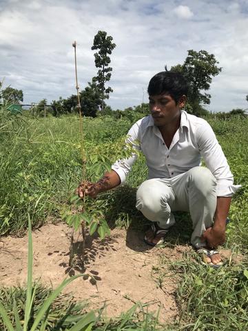 Cambodian farmer Mr Sok Em with rosewood seedlings established on his farmland