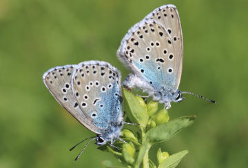 large blues cropped