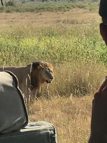 A male lion in yellow grass