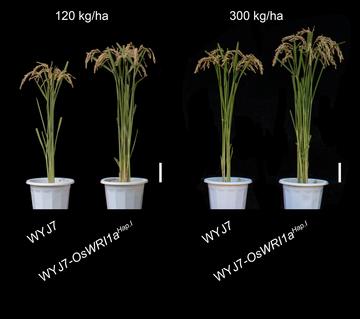 Introducing the superior version of WRINKLED1a enhances rice nitrogen-use efficiency and grain yield under both low and high fertiliser application levels