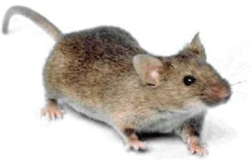 mouse white background