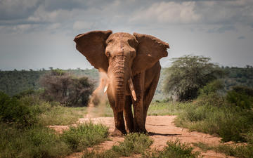 A large bull elephant walks down a sandy path with shrubbery around