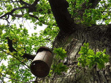 A great tit nest box pictured from underneath, hanging from an oak tree