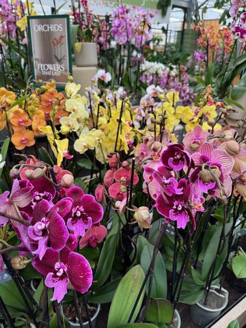 orchids