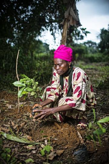 A woman bends near the ground to plant a sapling