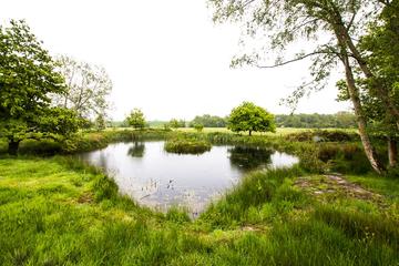 Image shows a pond surrounded by green vegetation. The pond is a potential great crested newt habitat. Credit Emily Seccombe
